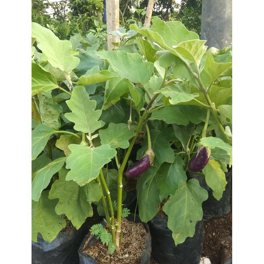 Tanaman terong ungu - Pohon Terong Ungu Siap Tanam