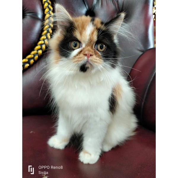 KUCING PERSIA FLATNOSE/JUAL KUCING PERSIA