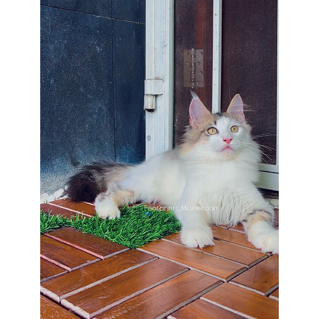 Kitten Mainecoon Kucing Maine Coon