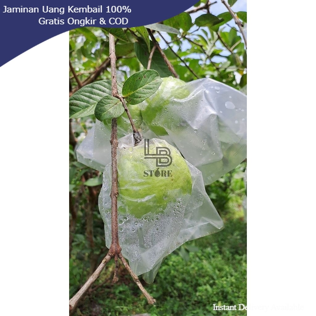 TERLARIS Jambu Kristal Manis dan Renyah Asli Kebumen 1kg