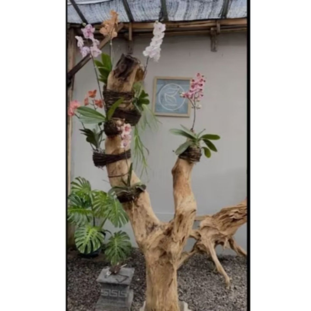 Promo bonggol kayu kopi/bagus untuk media tanam anggrek/ tinggi 140cm+tatakan kayu bulat Raja Bonggo