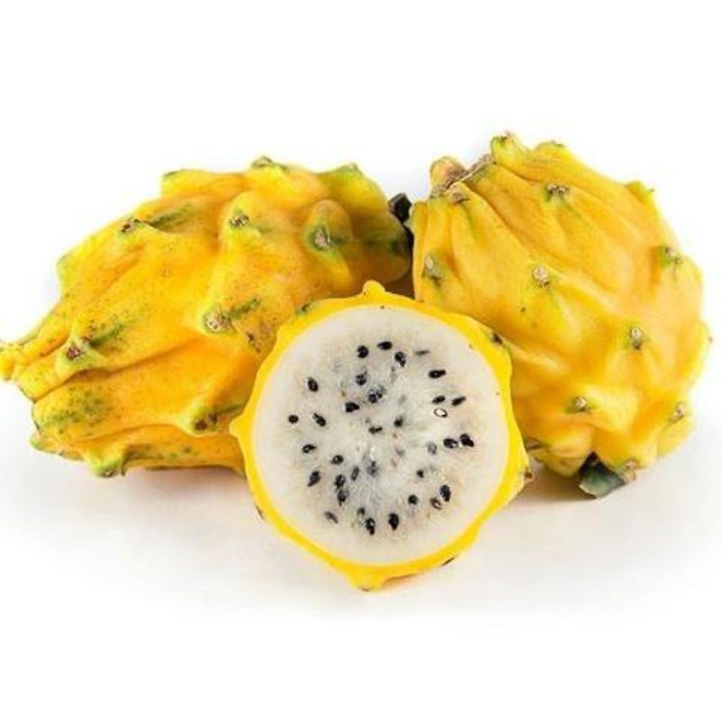 Bibit Buah Naga Kuning Unggul Bibit Buah Naga Kuning okulasi Bibit Buah terraboost