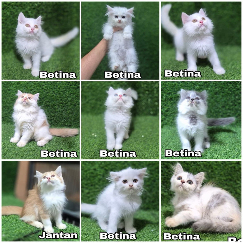 anakan Kucing Persia longhair bulu kapas