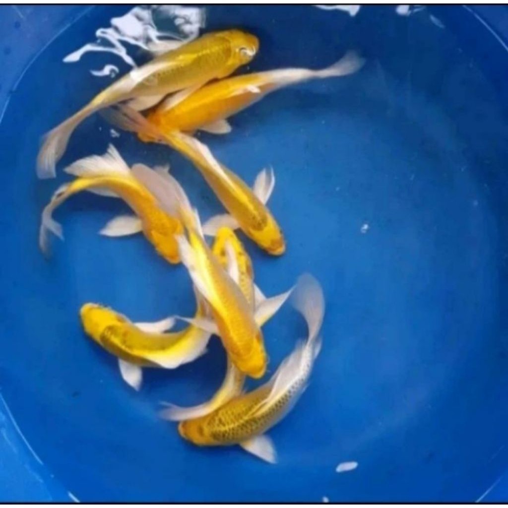 Ikan Koi Kumpay Ogon Size +/- 10-13 CM yellow slayer