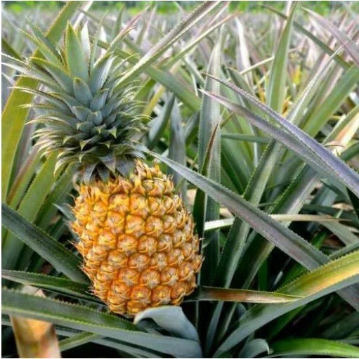 Bibit Nanas Madu Kelud – Manis, Renyah & Wangi