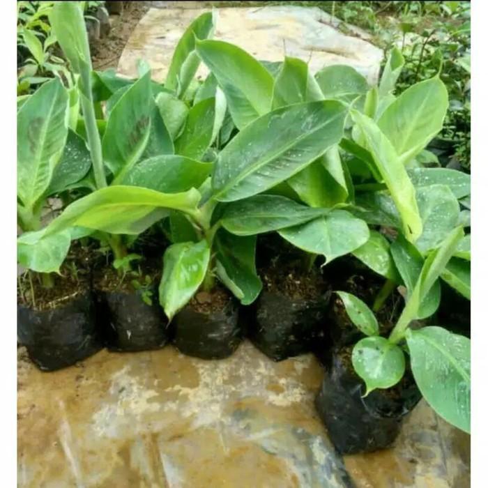 bibit tanaman pisang raja bulu | pohon pisang super