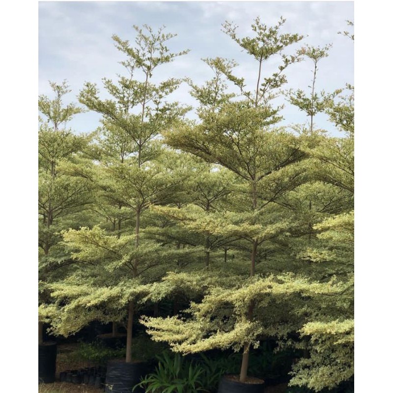 Tanaman Hias Ketapang Kencana Varigata - Pohon Ketapang Varigata