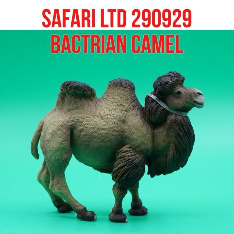 Safari Ltd 290929 Bactrian Camel Unta Baktria Unta Berpunuk Dua  Camelus Bactrianus | Mainan Figure 