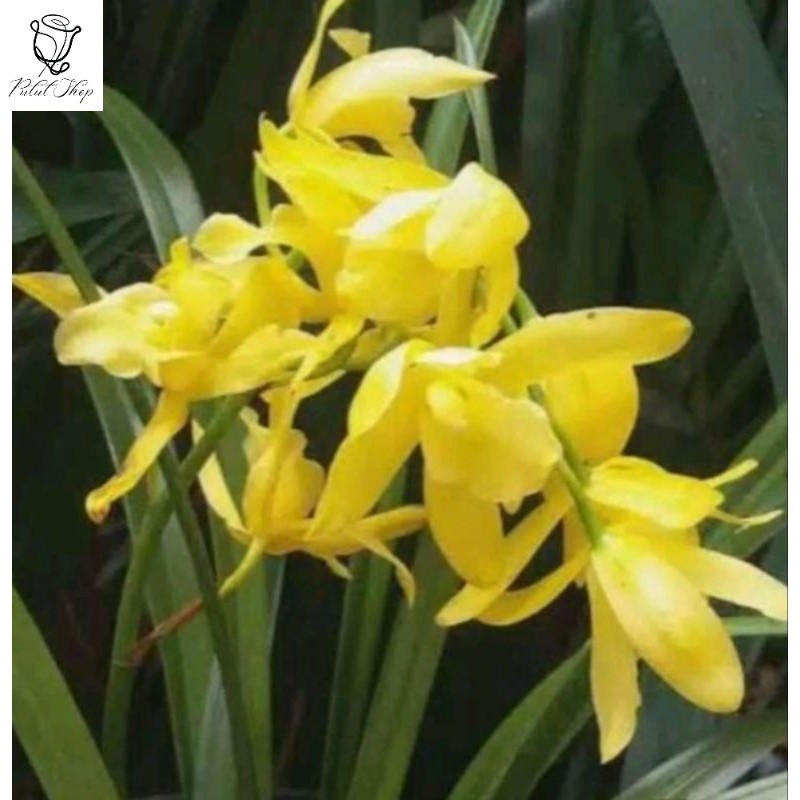 ANGGREK TANAH/ CYMBIDIUM GOLDEN BOY