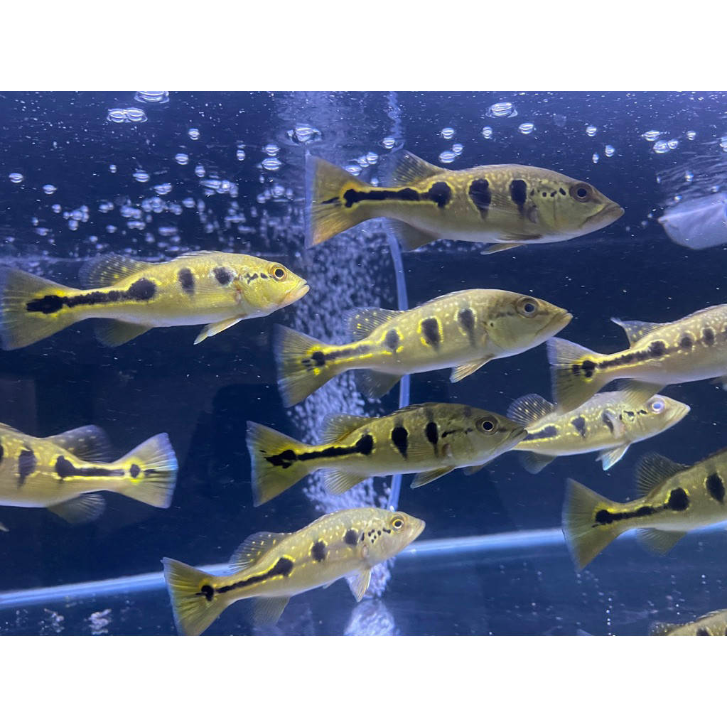 Pbass Orinoco Good Marking 6-8 cm