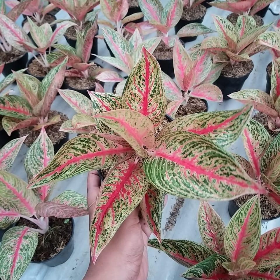 Tanaman hias Aglonema Red Legacy - Aglonema Red Legacy