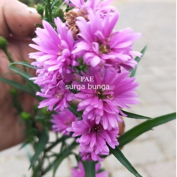 TANAMAN FULL MEDIA Tanaman Hias Aster - Bunga Pikok Ungu Pink Aster Peacock Tinggi Bibit 20-30 cm KO