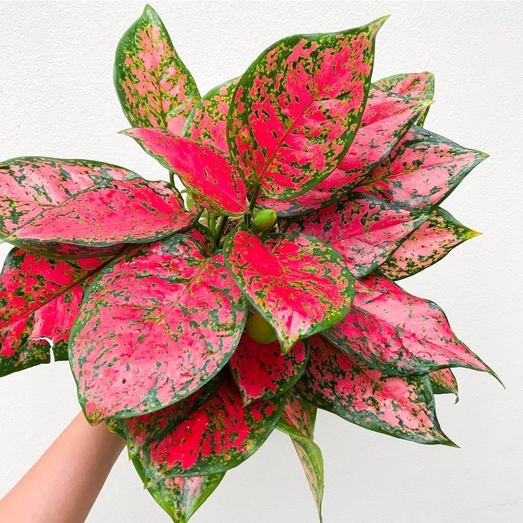 Aglonema Dut Anjamani - Tanaman Aglonema Dud Anjamani - Bibit Tanaman Hias Aglonema Remaja