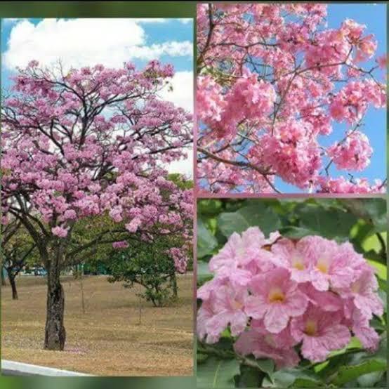 bibit bunga tabebuya pink ukuran 1 meter murah