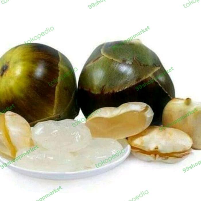 Buah lontar Bulat utuh / pics