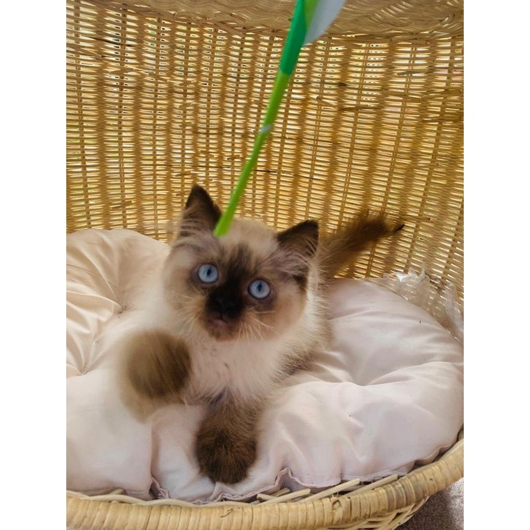 Kucing Ragdoll & Himalaya | Jantan & Betina