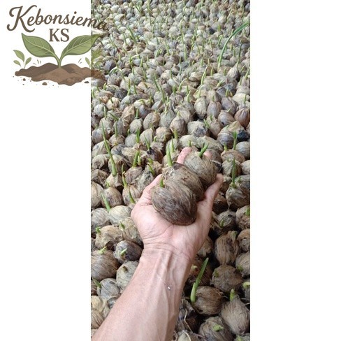 new.. TERBAIK BIBIT PINANG BATARA SUPER UNGGUL(KECAMBAH PINANG ) Bibit Unggul   COD .