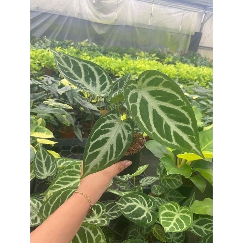 TANAMAN FULL MEDIA Tanaman hias kuping gajah silver blush (Philodendron pastazanum)-  dorayaki - Pem