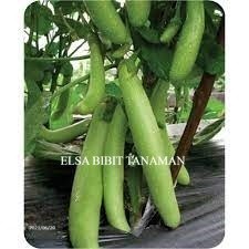 BIBIT TERONG HIJAU