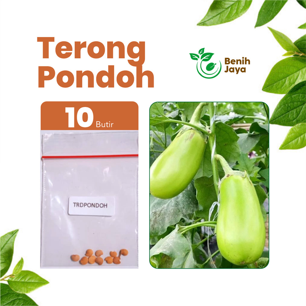 BENIH JAYA - Benih Sayur Terong Pondoh, Bibit Sayuran Terong Pondoh Unggul Bibit Terong Super