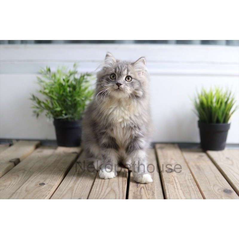 Kucing Kitten Persia Longhair Betina- Jantan 2.5 Bulan