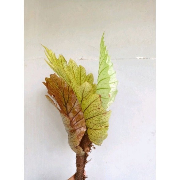 Tanaman hias Kadaka Aglaomorpha - Tanaman hias dinding -+ "