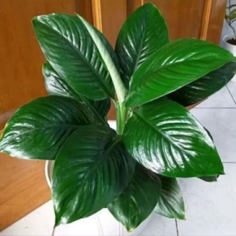 TANAMAN FULLMEDIA Tanaman hias Spathifyllum Bangkok Manaloa - tanaman indoor - Peace Lily Daun Lebar