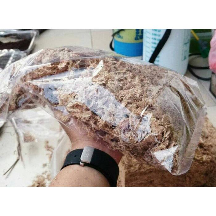 sphagnum moss chille premium quality 100 gram