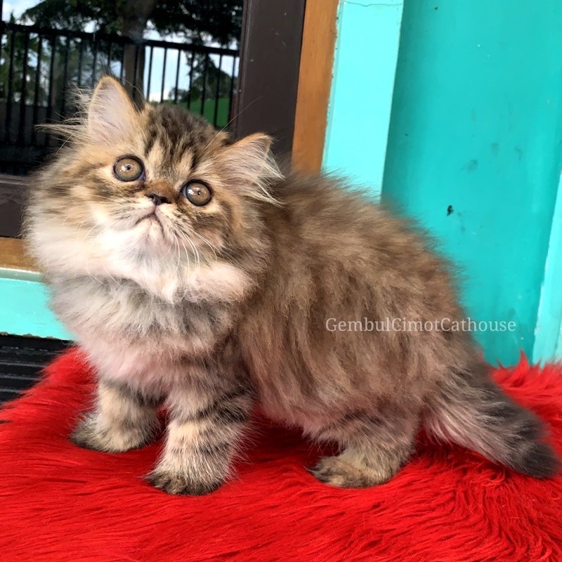 Kucing Persia Flatnose Super Kitten Betina