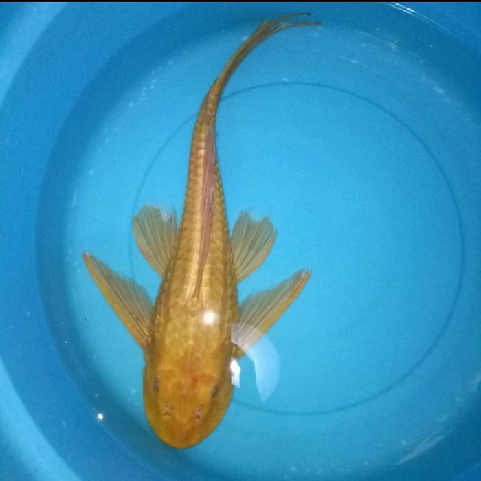 IKAN SAPU2 20cm ALBINO PEMBERSIH KACA