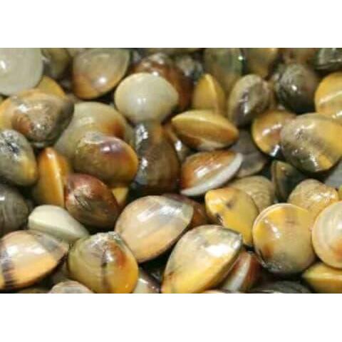 (PROMO) Remis Sungai Obat Herbal Liver dll Haremis Cece