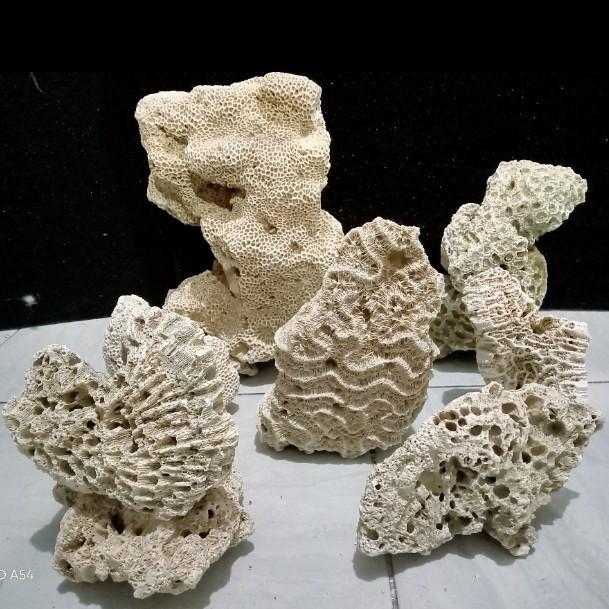 Karang laut dead rock 10 cm dekor aquarium