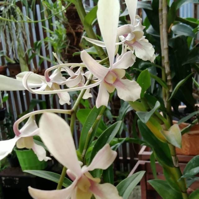 tanaman hias anggrek dendrobium caesar white/capung jawa
