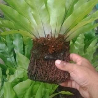 Kadaka Lokal Dekorasi Dinding COD