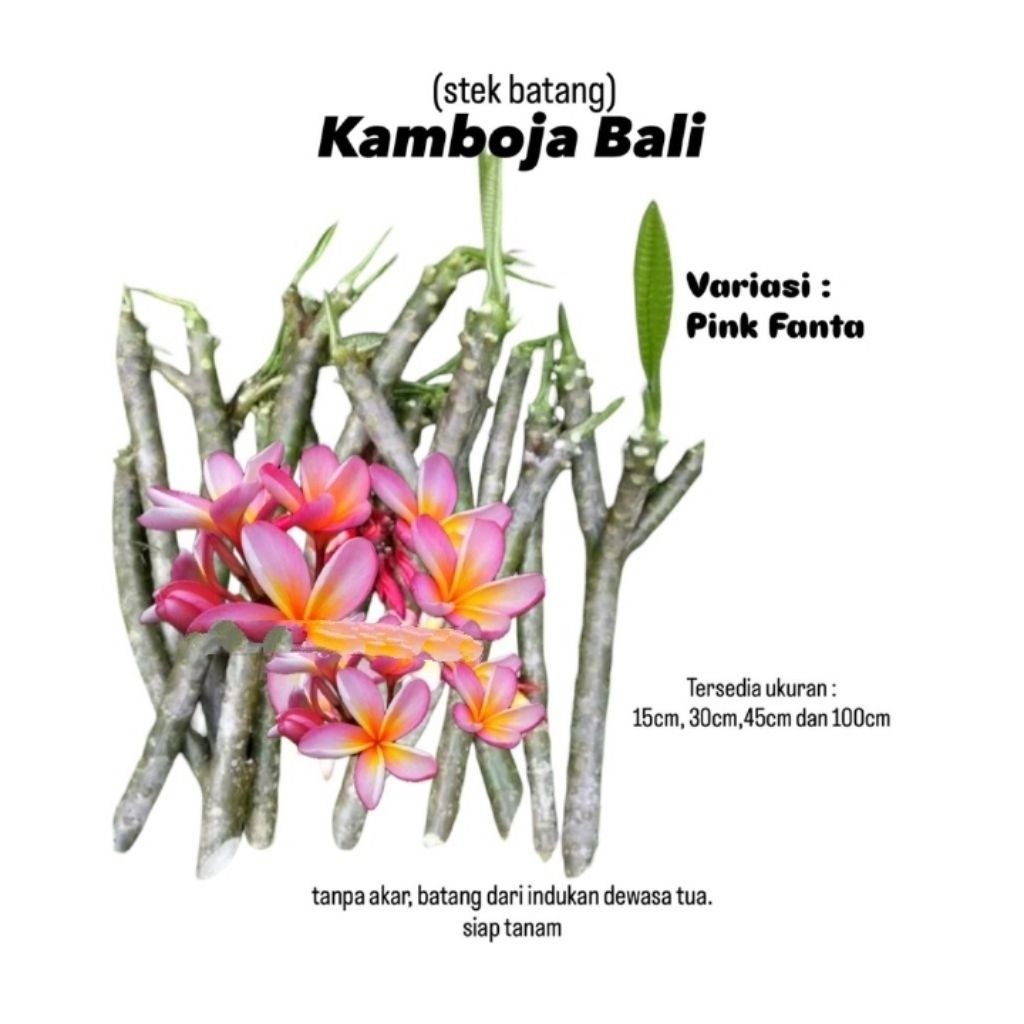 (stek batang) Kamboja bali bunga pink / Pohon Kamboja bali hidup