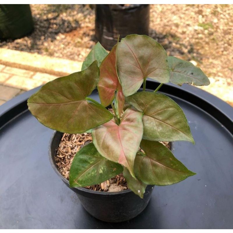 Tanaman Syngonium Maria Allusion - Tanaman Hias Syngonium Maria - Syngonium Maria