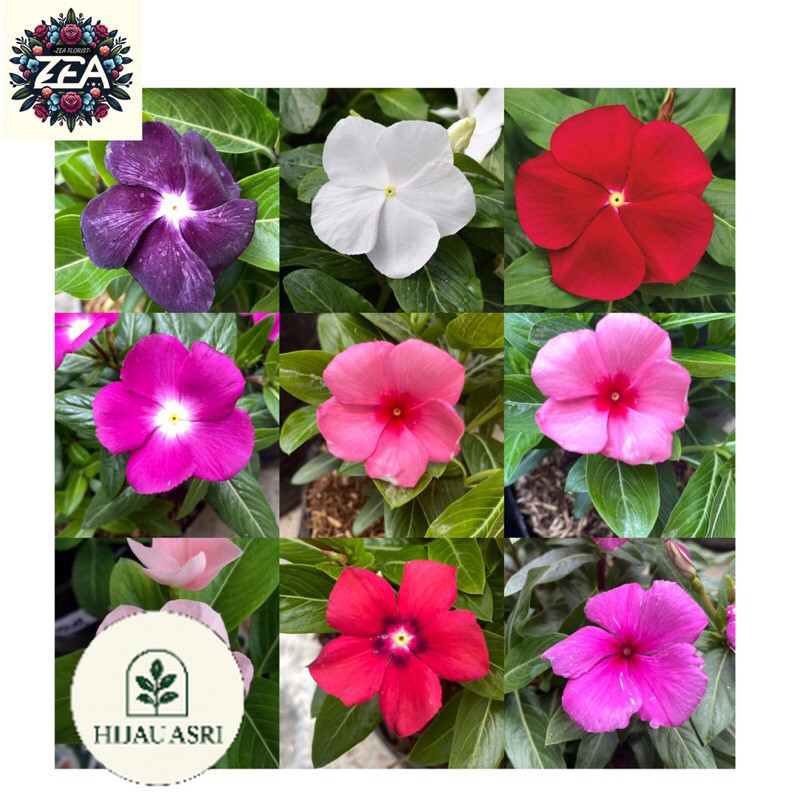 ( Hijau Asri ) Tanaman Hias Bunga Vinca Berbunga - Tapak Dara Periwinkle Cantik - Vinca Rajin Berbun