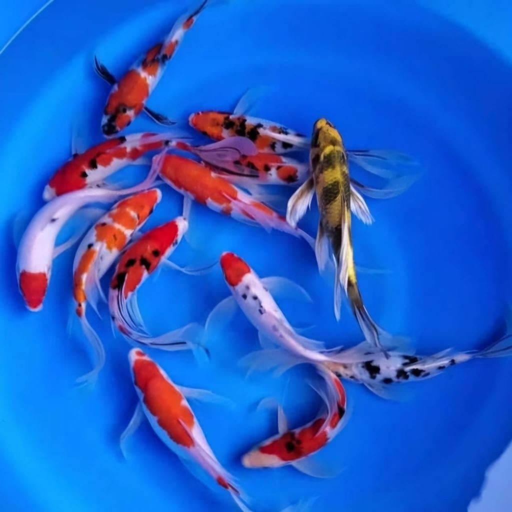 KOI SHOWA KOHAKU SANKE WARNA 12-14 CM