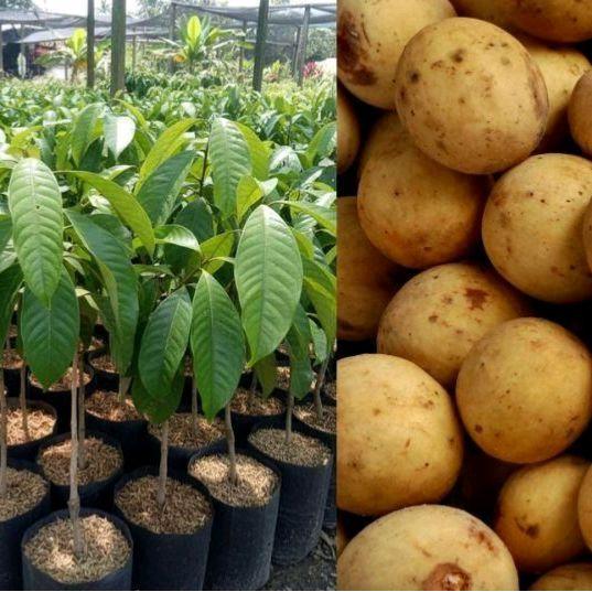 Bibit Buah Duku Hasil Sambung Pucuk Okulasi tinggi 30-40 cm Buah Manis Berkualitas Tumbuhan Segar da