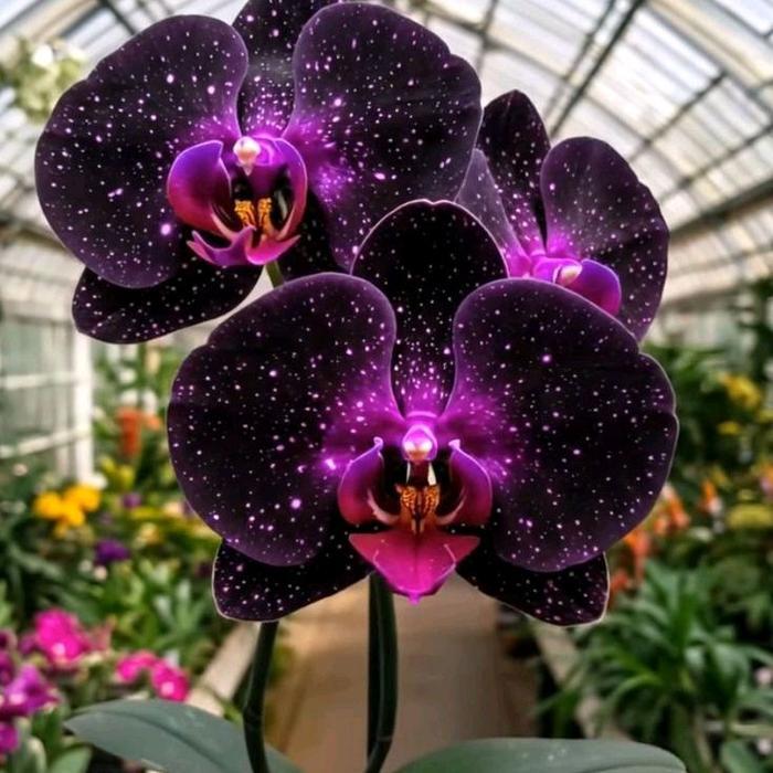 ( BISA COD ) ANGGREK BULAN IMPORT BUNGA CANTIK VARIAN WARNA - TANAMAN HIDUP BUNGA ANGGREK1