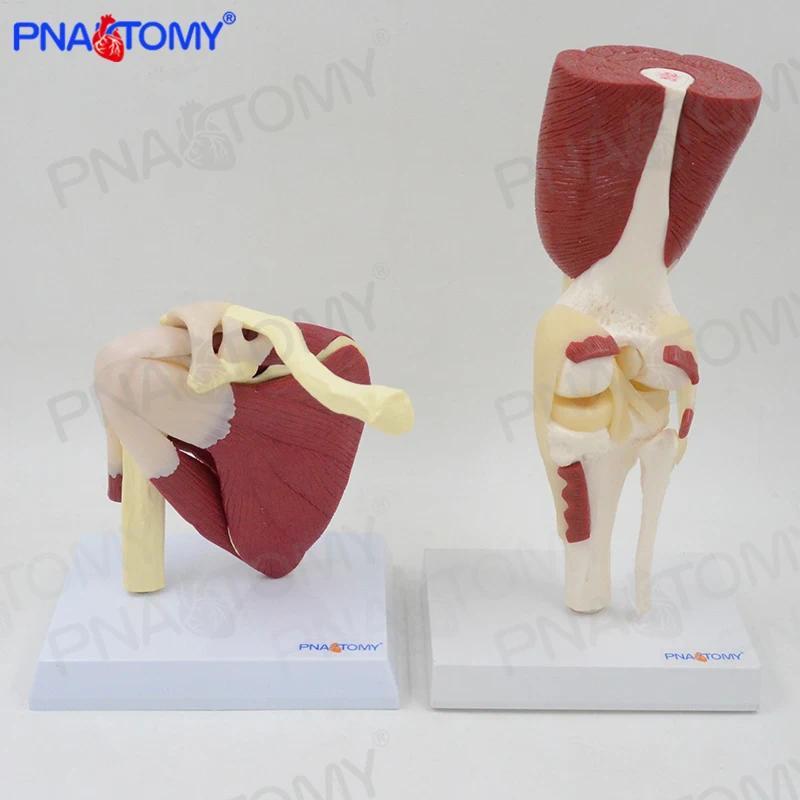 1:1 Life Size Shoulder Joint  Knee Joint Model with Muscles with truction Card Human Anatomical Mode