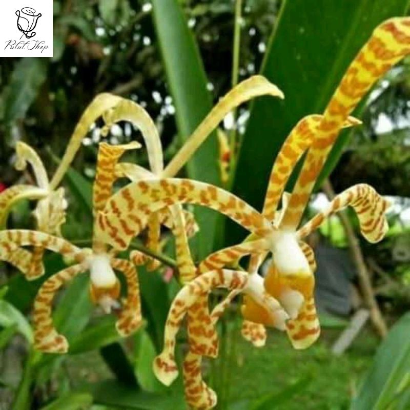 Anggrek tanah scorpio / Anggrek kalajengking