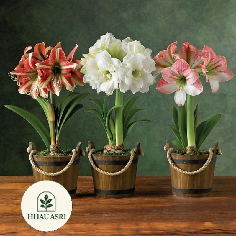 ( Hijau Asri ) PROMO Paket 3 tanaman hias bakung amarilis siap berbunga / Bakung Amarillo bunga