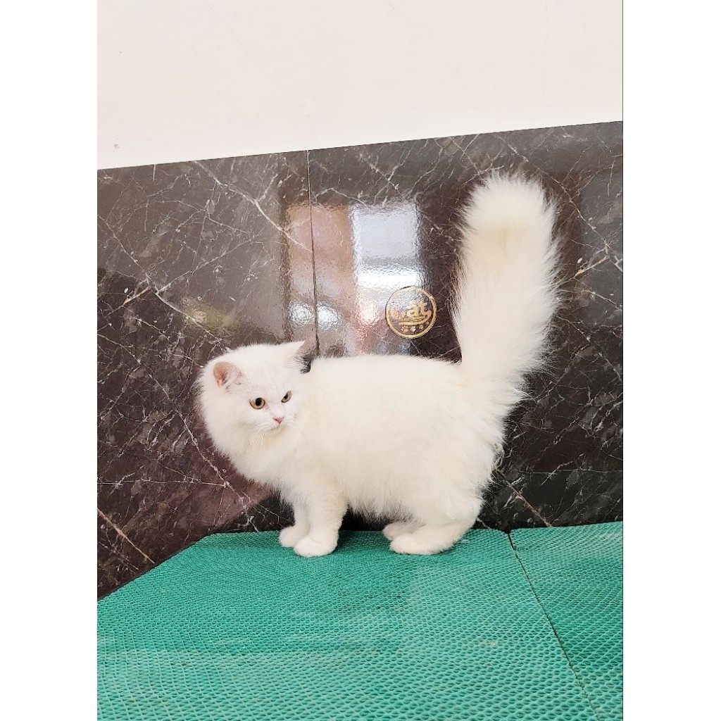 kucing Norwegian muchkin longhair