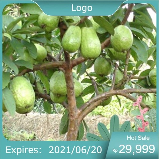 COD Bibit Jambu Biji Chegua Cangkok Manis Renyah