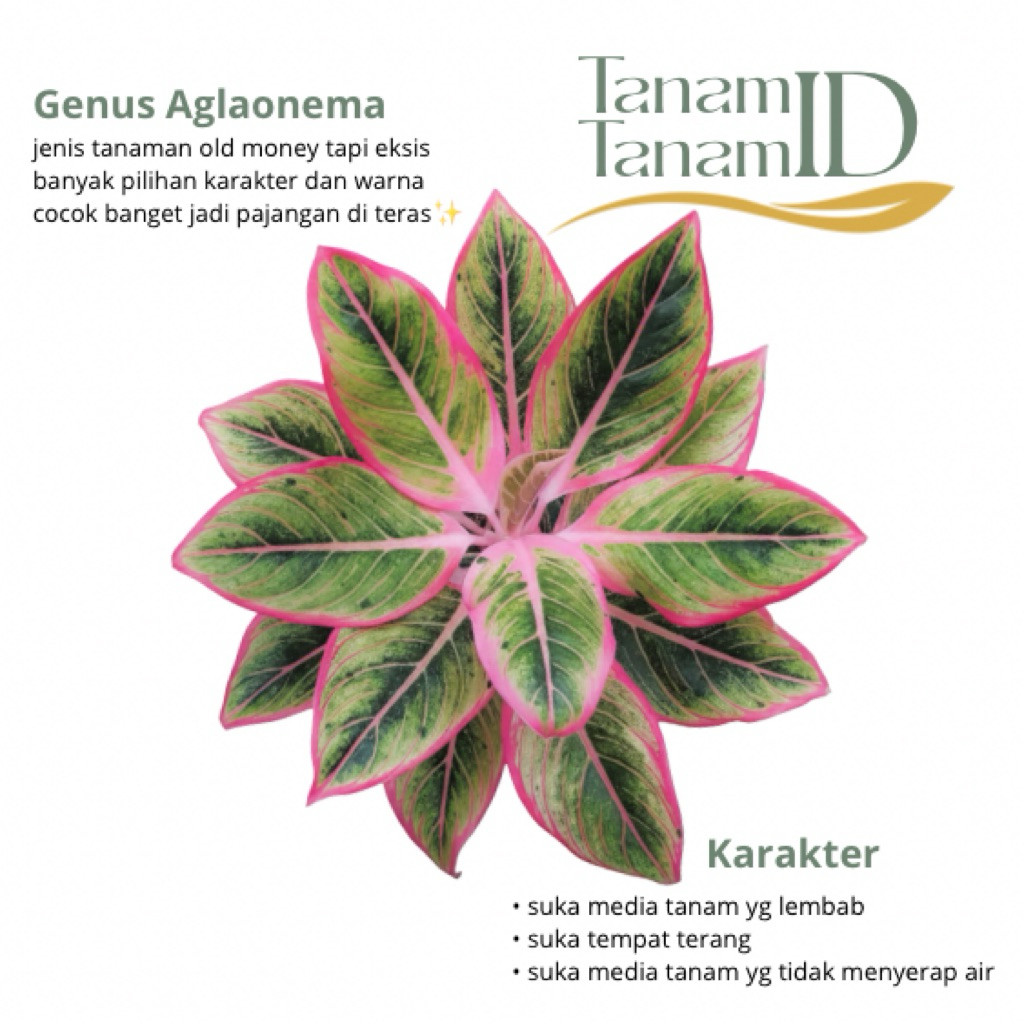 Aglaonema lotus delight - Aglaonema lotus delight size L