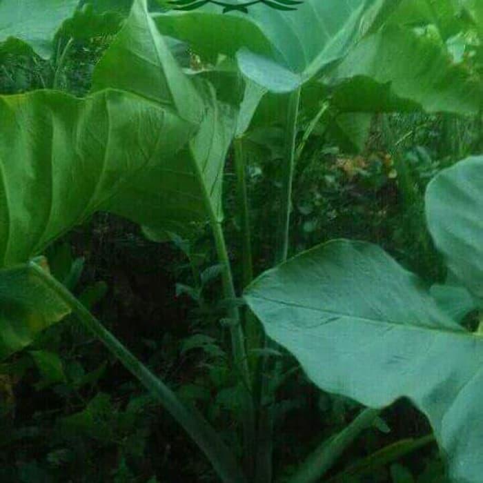 daun talas kuping gajah daun talas pakan daun talas segar daun talas