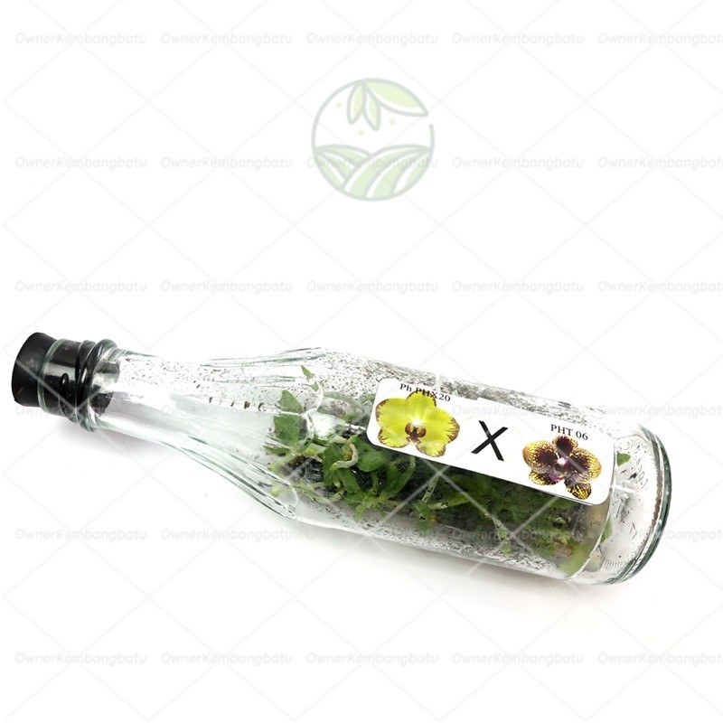 TANAMAN FULL MEDIA Bibit Tanaman Bunga Anggrek Dalam Botol - Anggrek Botol Bulan / Dendrobium / Vand