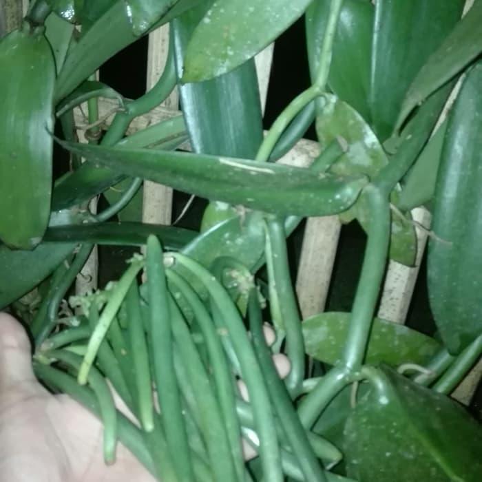 Cod> VANILLA JENIS UNGGUL [Pangpung Alam]