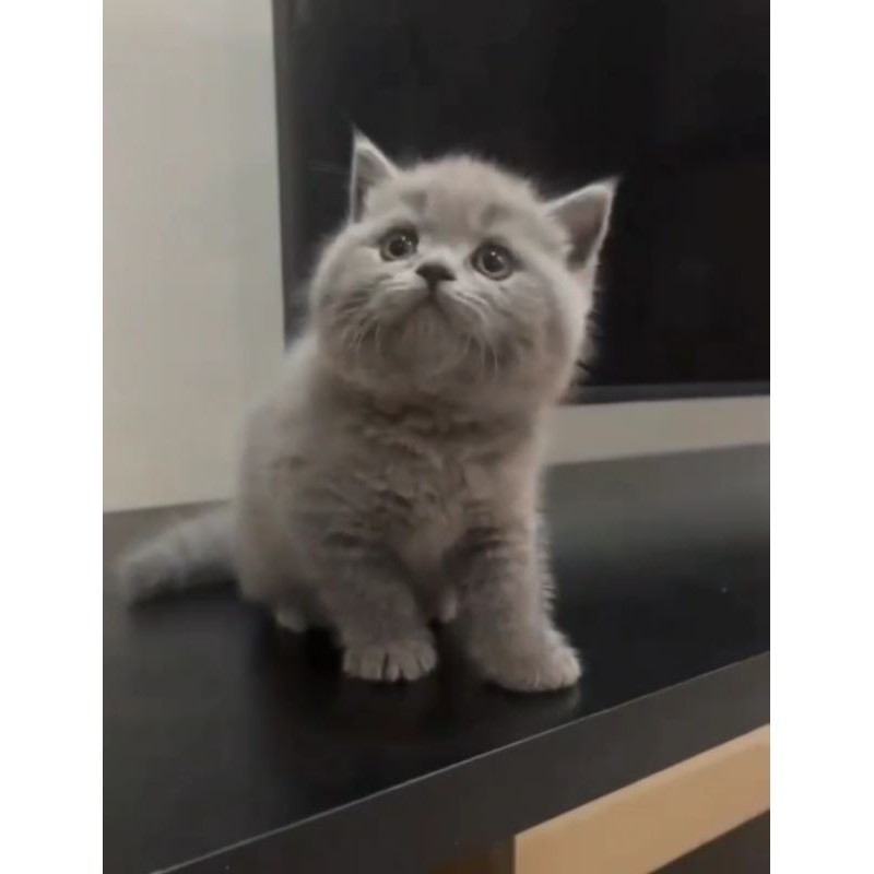 Adopsi Kucing British Shorthair